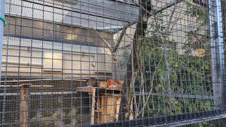 高知大神宮の動物