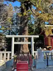 大杉神社の自然