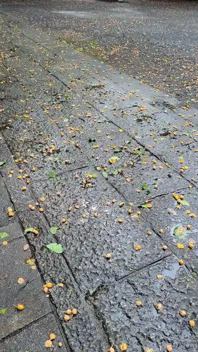 小金井神社の自然