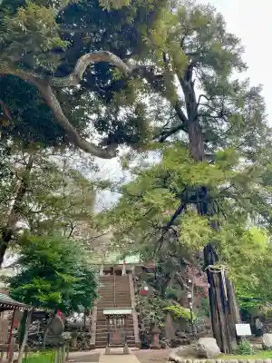 駒込富士神社(東京都)