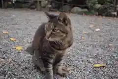 高麗神社の動物