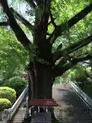 和霊神社の自然