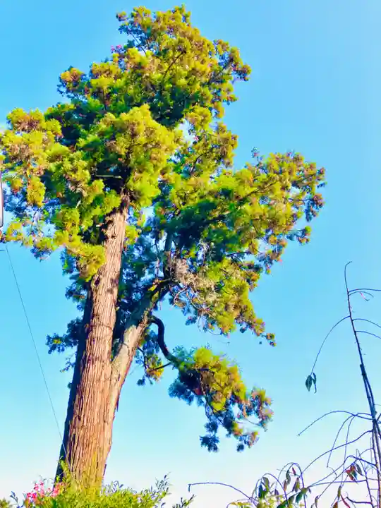 太平山神社(栃木県)