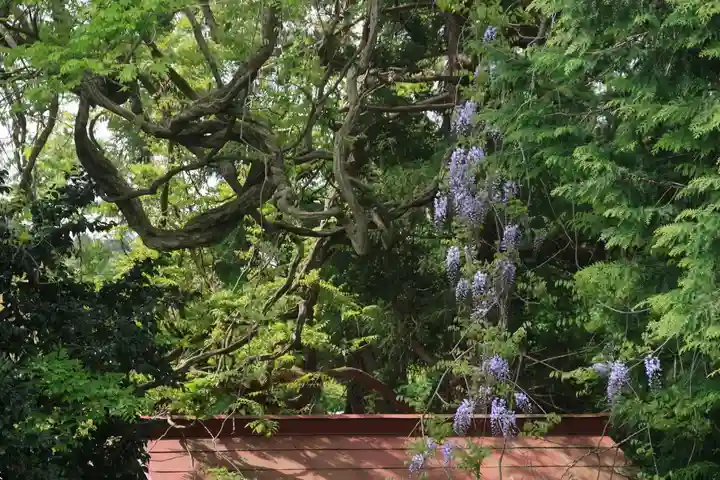 藤稲荷神社の自然