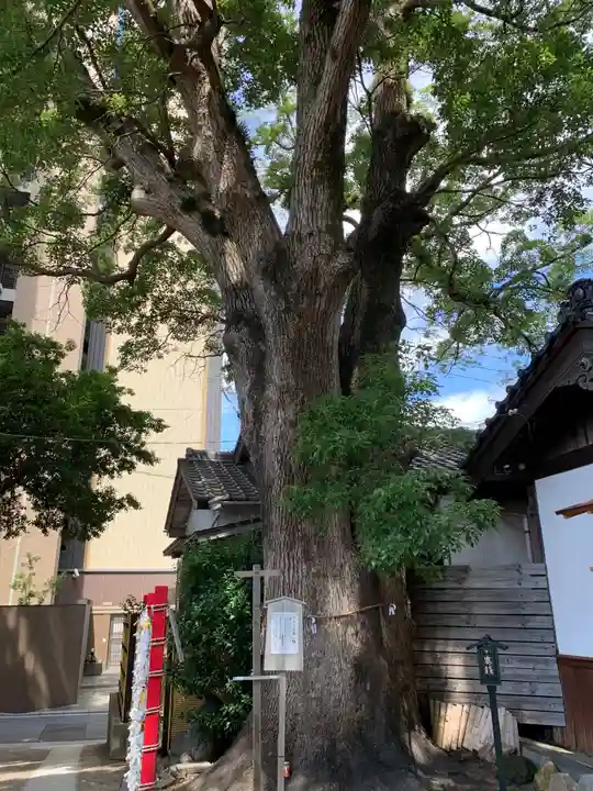菅生神社の自然