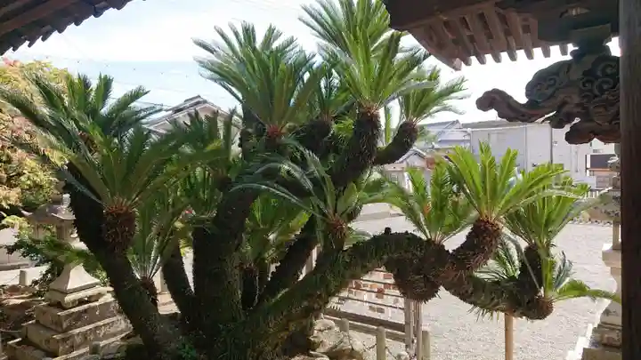 赤穂八幡宮の自然