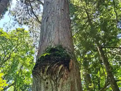 戸隠神社奥社(長野県)