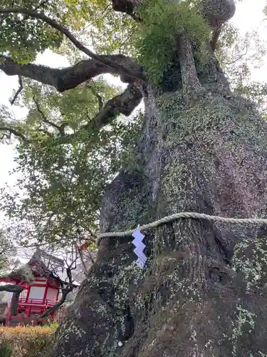 三嶋大社(静岡県)
