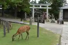 東大寺の動物