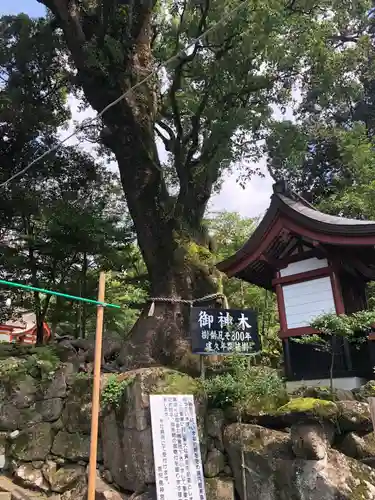 鹿児島神宮の自然