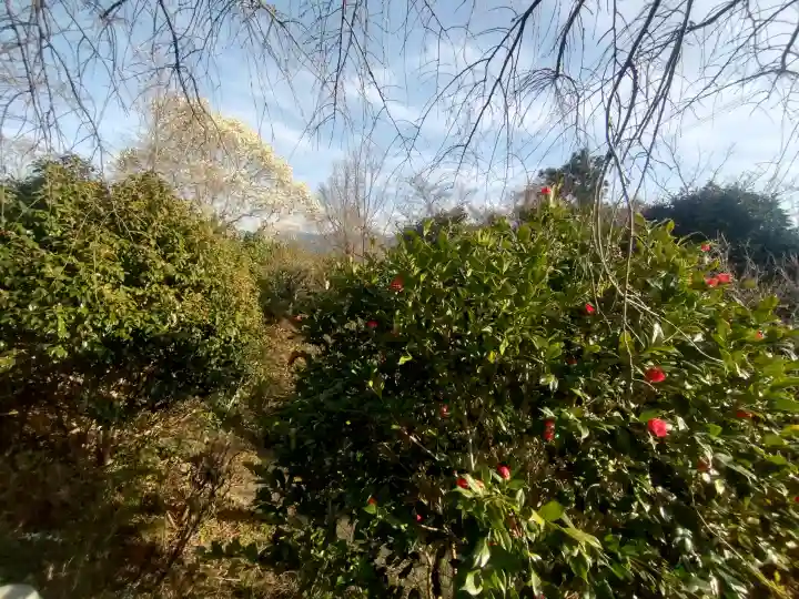 子安地蔵寺の{uncategorized: "未分類", other: "その他", undefined: "問題あり", building: "その他建物", grave: "お墓", sacred_gate: "鳥居", guardian: "狛犬", statue: "像", buddha: "仏像", history: "歴史", nature: "自然", garden: "庭園", animal: "動物", pagoda: "塔", temizu: "手水舎", mountain_gate: "山門・神門", sanctuary: "本殿・本堂", subordinate: "末社・摂社", art: "芸術", scenery: "景色", jizo: "地蔵", ema: "絵馬", goshuin: "御朱印", omikuji: "おみくじ", items: "授与品その他", amulet: "お守り", goshuincho: "御朱印帳", eats: "食事", festival: "お祭り", votive_dance: "神楽", shichigosan: "七五三参", wedding: "結婚式", experience: "体験その他", initially: "初詣", around: "周辺", anti_infection: "感染症対策"}
