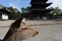 興福寺(奈良県)