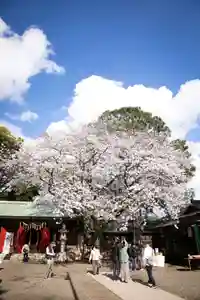前原御嶽神社(千葉県)(2024年04月13日(土) 21時45分23秒投稿)