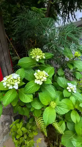 五十稲荷神社(栄寿稲荷神社)の自然