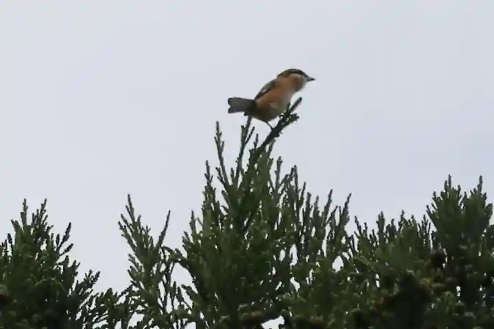 鹿島大神宮の自然