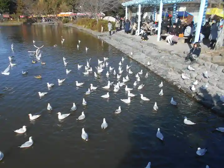 鶴岡八幡宮の動物