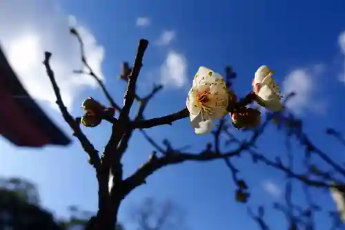 道明寺天満宮の自然