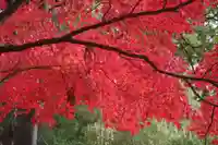 國祖神社の自然