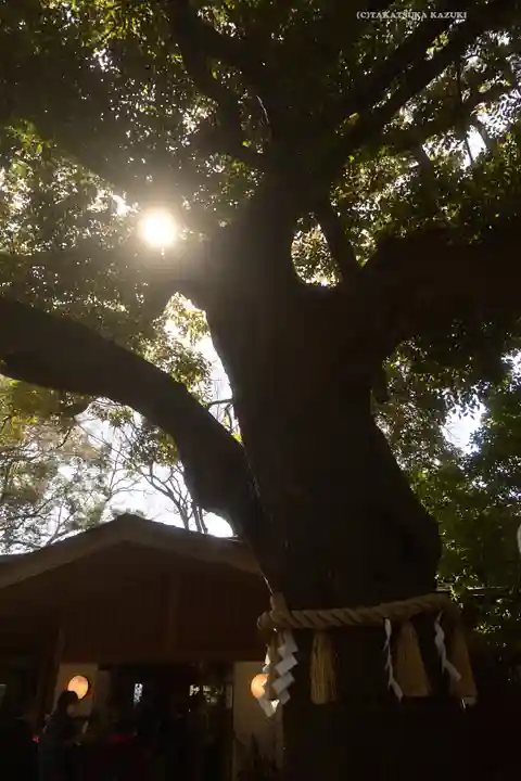 座間神社の自然
