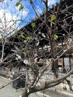 知恩院(京都府)