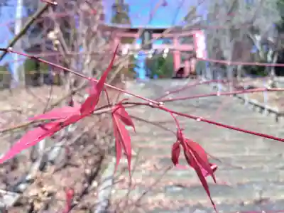 賀茂神社(福井県)
