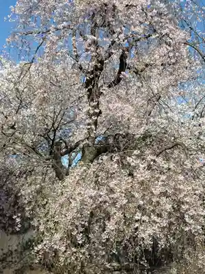 護国寺(東京都)