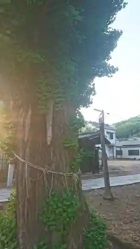 八雲神社 (通五丁目)の自然