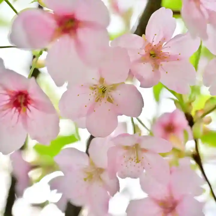 彌彦神社(新潟県)