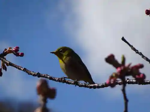 阿邪訶根神社の動物