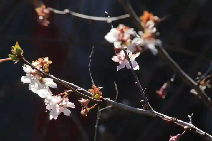 国宝 大法寺の自然