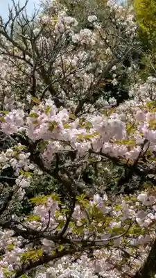平野神社の自然