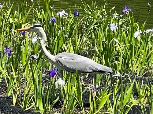 武蔵一宮氷川神社(埼玉県)