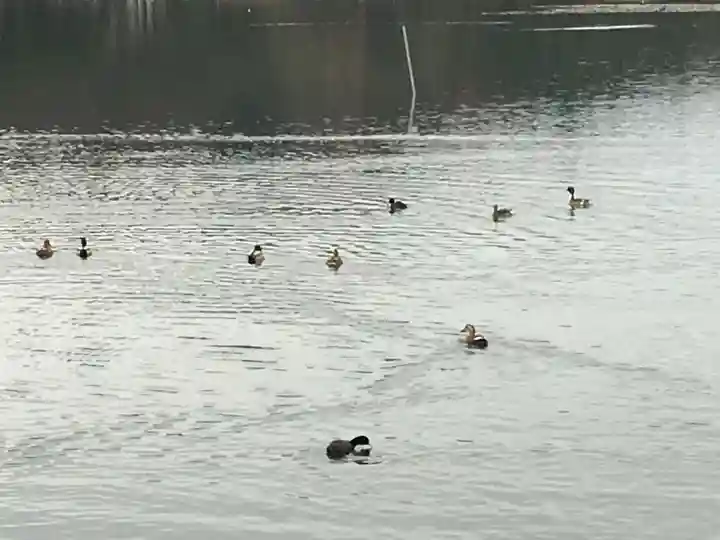 南湖神社の周辺