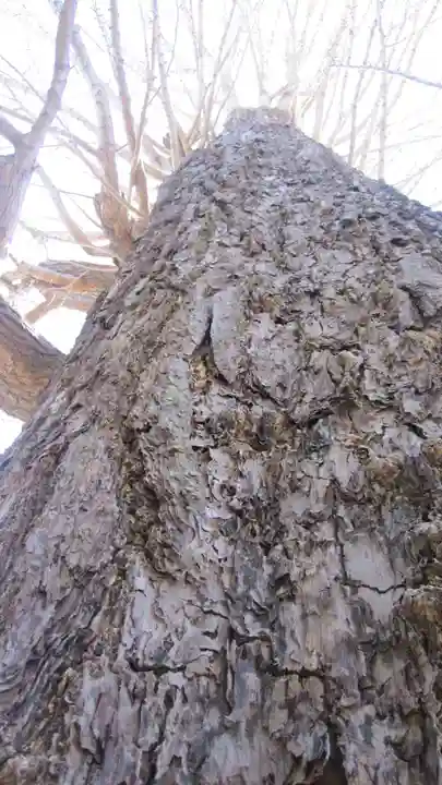朝日氷川神社(埼玉県)