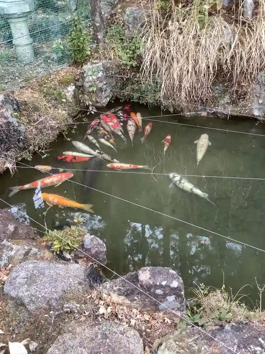 尾張冨士大宮浅間神社の動物