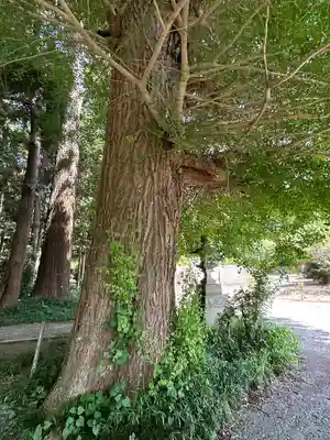 日吉神社(千葉県)