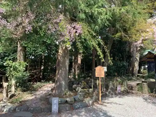 新橋浅間神社の自然