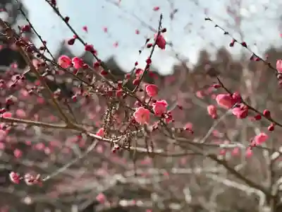 大洞院(静岡県)