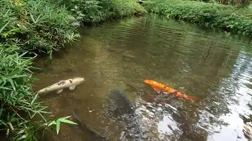 丹生大師 神宮寺の動物