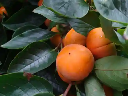 横浜　西方寺の自然