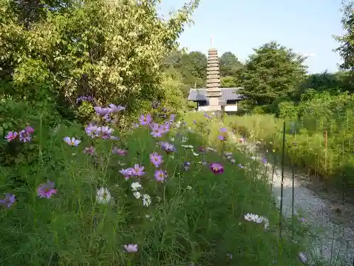 般若寺 ❁﻿コスモス寺❁の自然