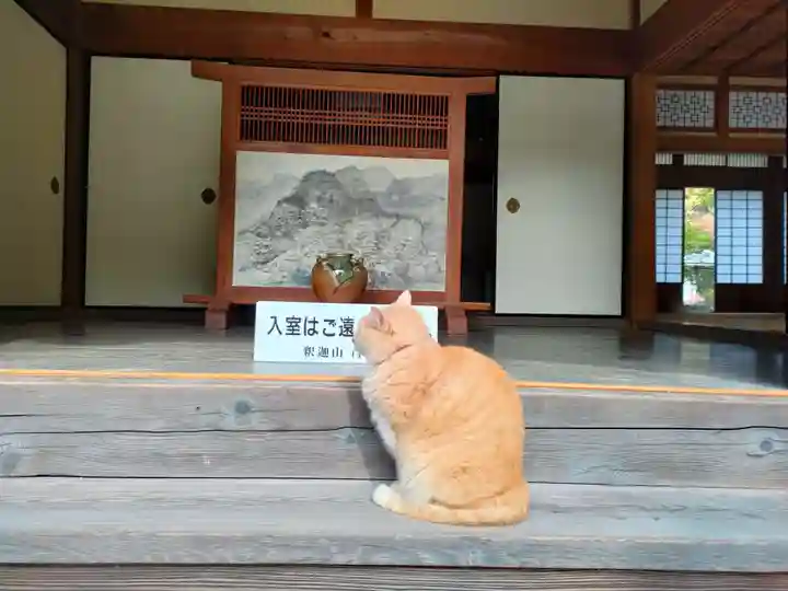 百済寺の動物