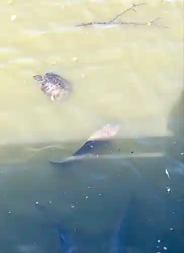 旗上弁財天社の動物