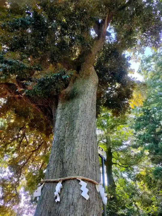 岩槻久伊豆神社の{uncategorized: "未分類", other: "その他", undefined: "問題あり", building: "その他建物", grave: "お墓", sacred_gate: "鳥居", guardian: "狛犬", statue: "像", buddha: "仏像", history: "歴史", nature: "自然", garden: "庭園", animal: "動物", pagoda: "塔", temizu: "手水舎", mountain_gate: "山門・神門", sanctuary: "本殿・本堂", subordinate: "末社・摂社", art: "芸術", scenery: "景色", jizo: "地蔵", ema: "絵馬", goshuin: "御朱印", omikuji: "おみくじ", items: "授与品その他", amulet: "お守り", goshuincho: "御朱印帳", eats: "食事", festival: "お祭り", votive_dance: "神楽", shichigosan: "七五三参", wedding: "結婚式", experience: "体験その他", initially: "初詣", around: "周辺", anti_infection: "感染症対策"}