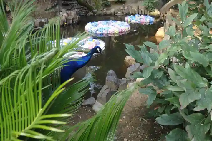 楽法寺(雨引観音)の動物
