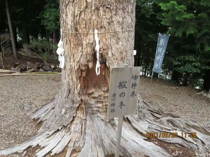 滑川神社 - 仕事と子どもの守り神の自然