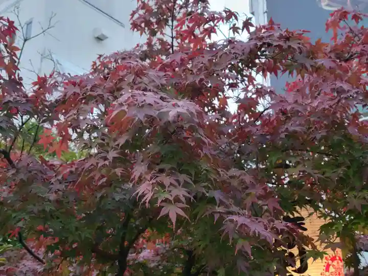 摩利支天 徳大寺の自然