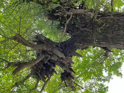 神岡稲荷神社の自然
