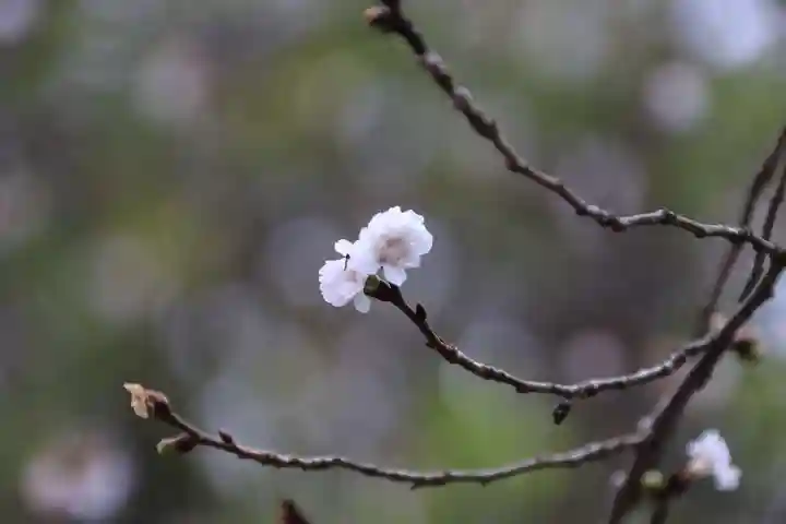 開成山大神宮の自然