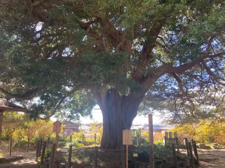 安養院 (田代寺)(神奈川県)